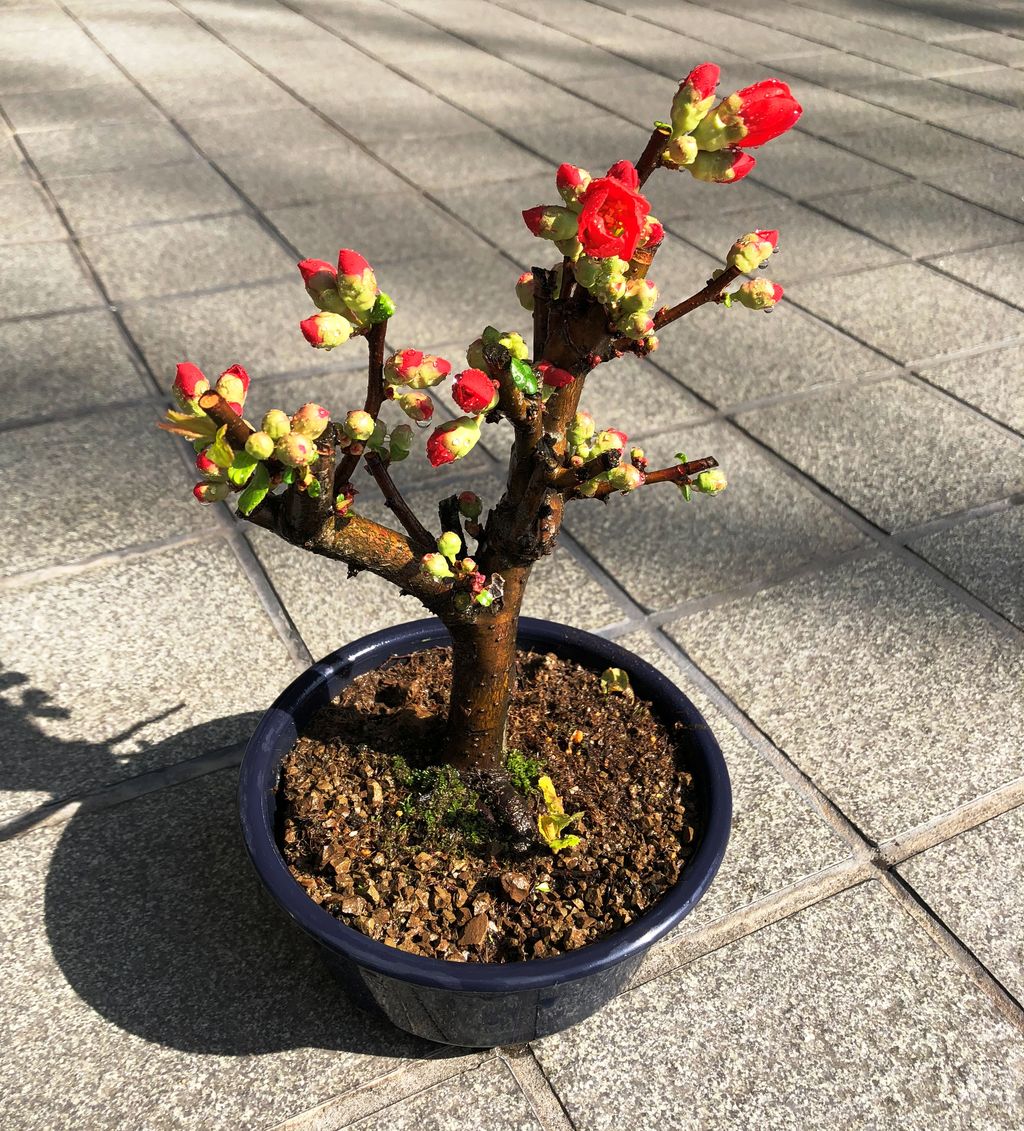 あかね木瓜鉢入荷 花重 京都 Hanajyu あかね木瓜鉢入荷 花重 京都 Hanajyu