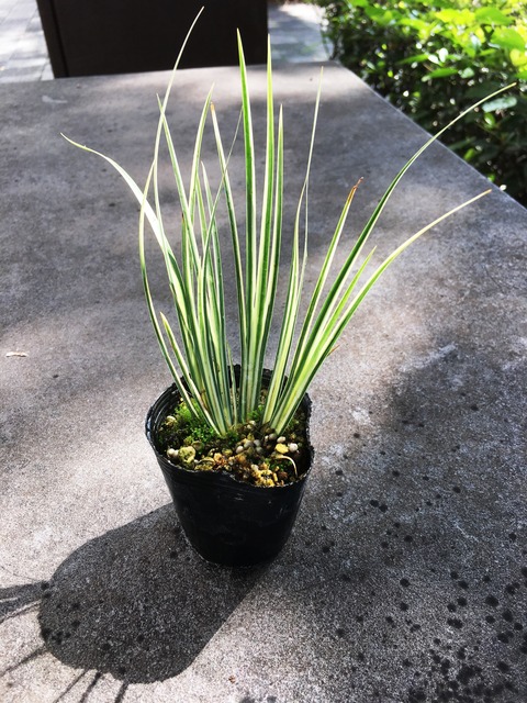 セキショウ正宗