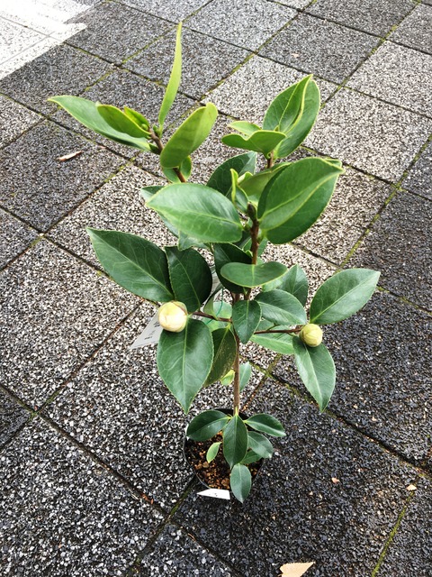 しらたまつばき