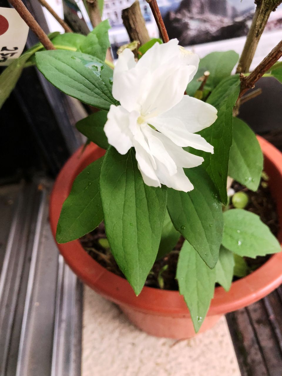 サツキバイ販売 花重 京都 Hanajyu