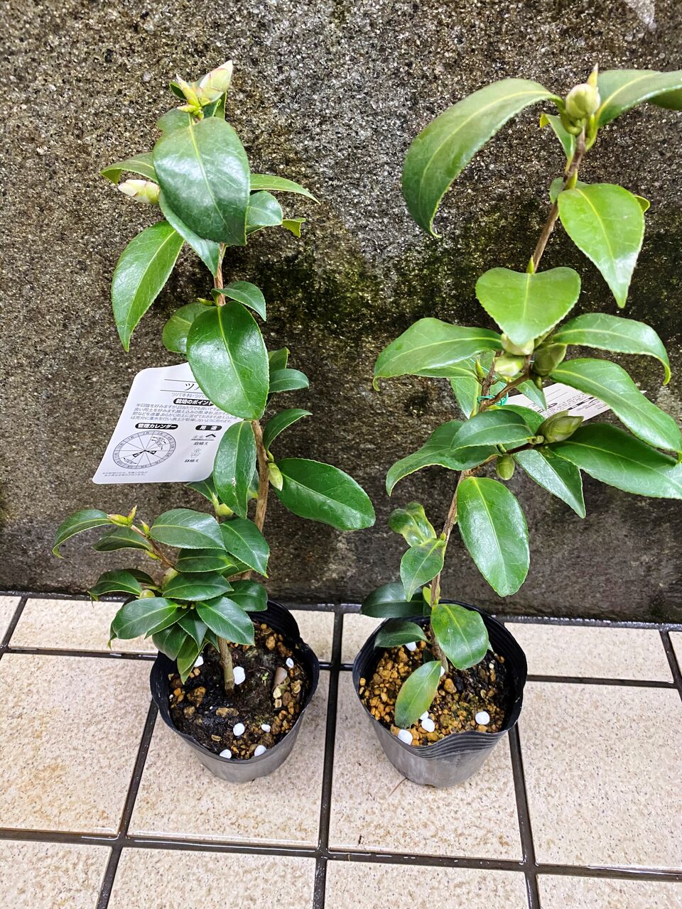 花重 京都 Hanajyu ツバキについて 花重 京都 Hanajyu ツバキについて