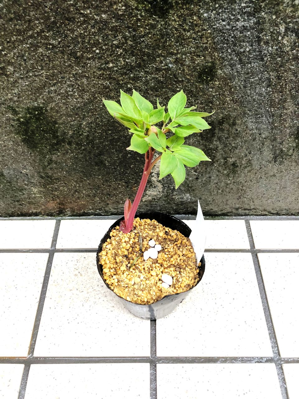 花重　京都 hanajyu