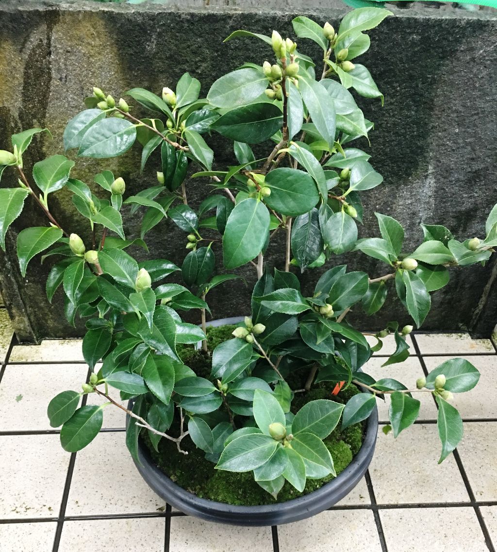 茶花椿寄せ植え : 花重 京都 hanajyu