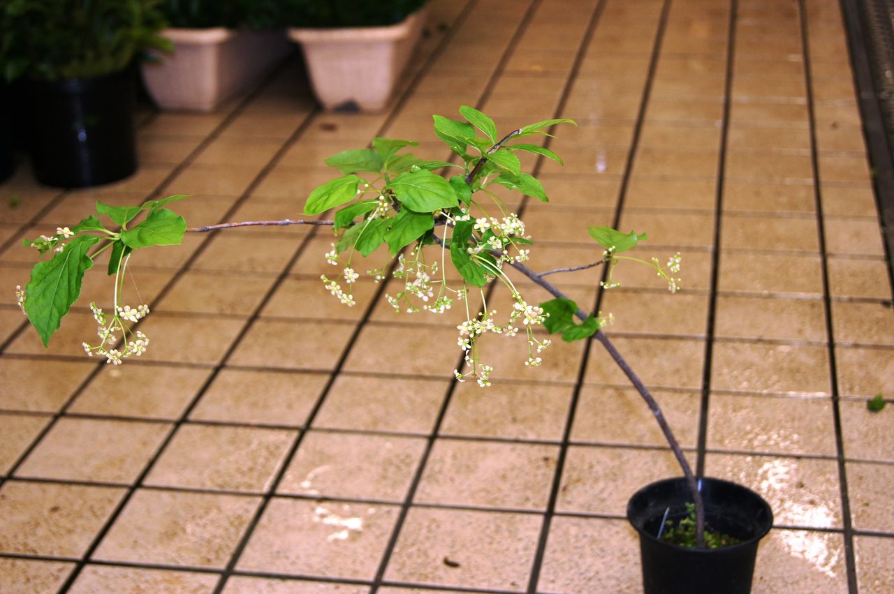 釣り花