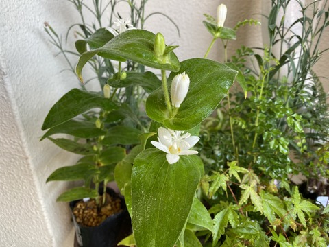 白花ほととぎす