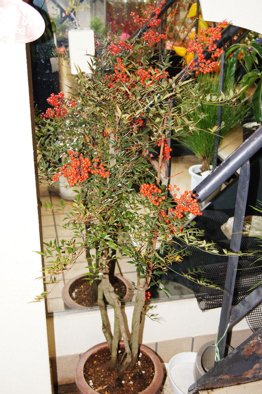 花重 京都 Hanajyu November 13 花重 京都 Hanajyu November 13
