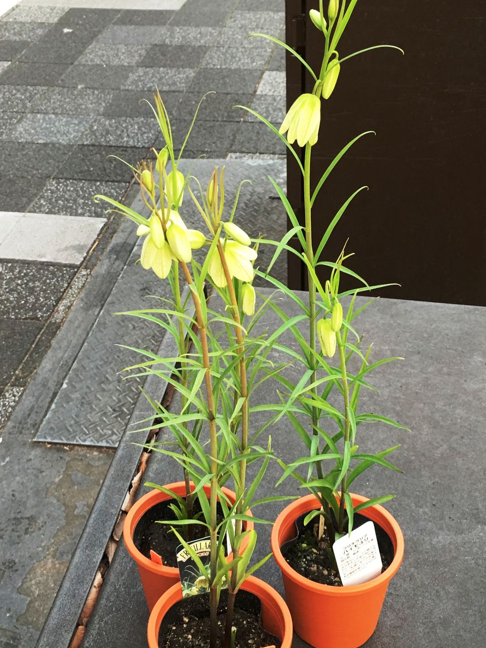 花重 京都 Hanajyu 春の茶花
