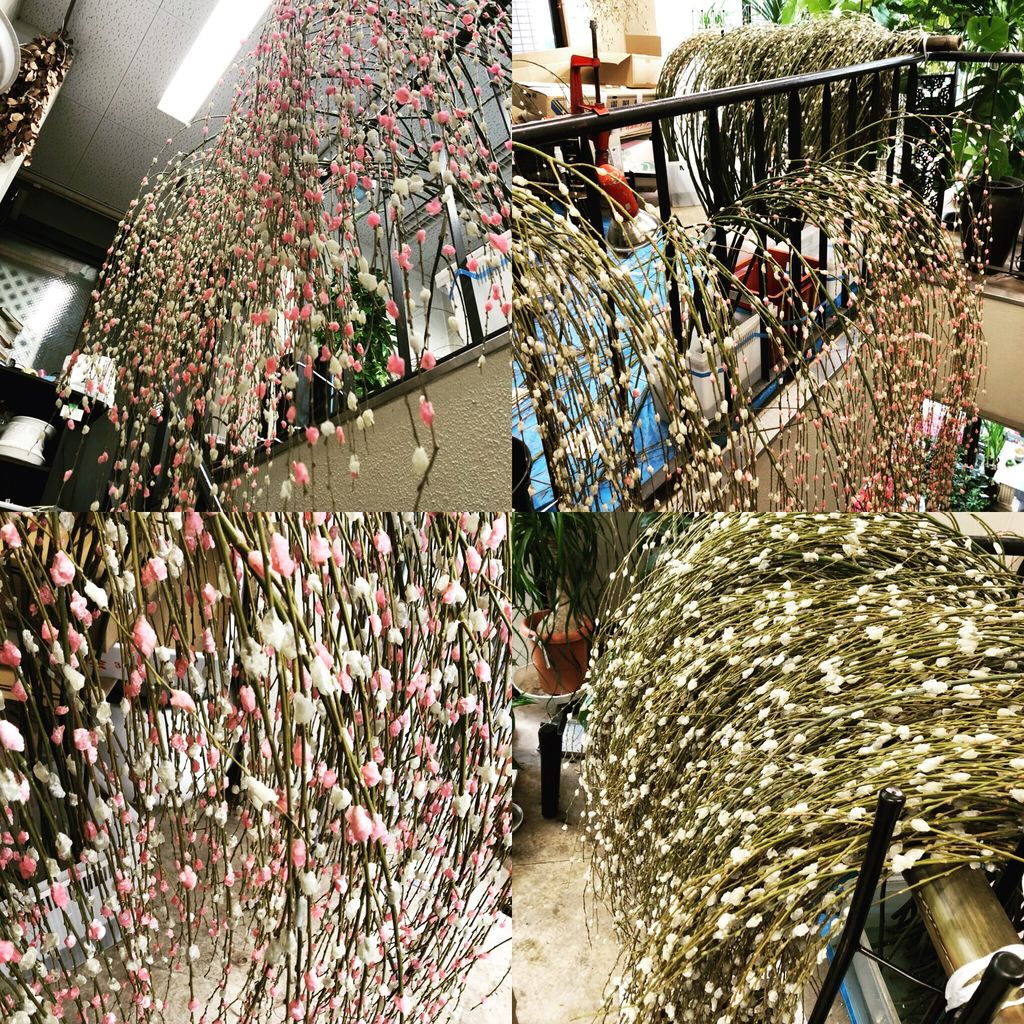 花重 京都 Hanajyu モチ花販売店