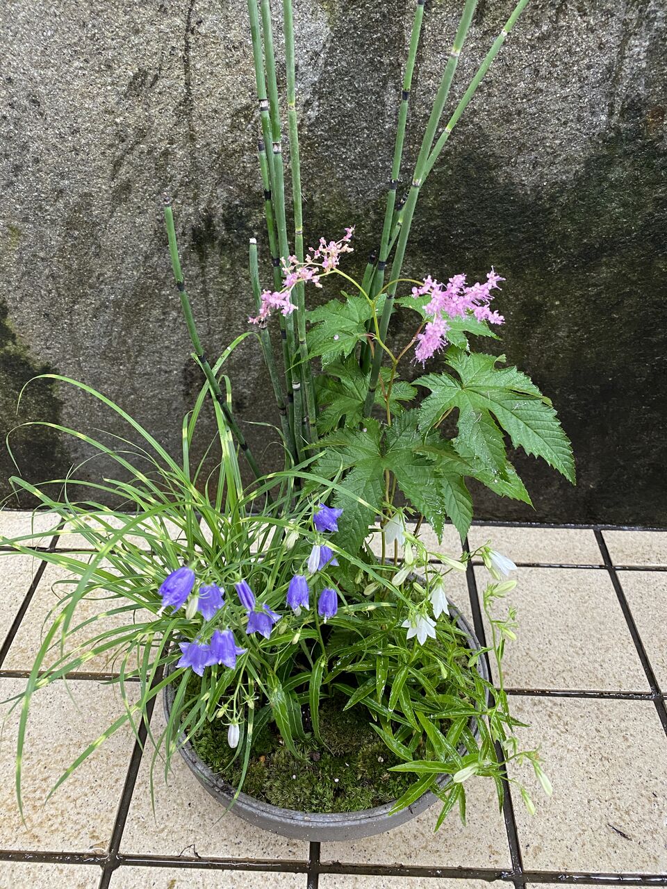 花重 京都 Hanajyu 山野草寄せ植え