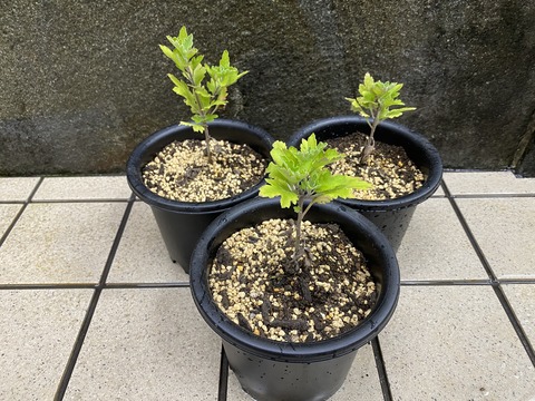 肥後菊　宮の松　黄