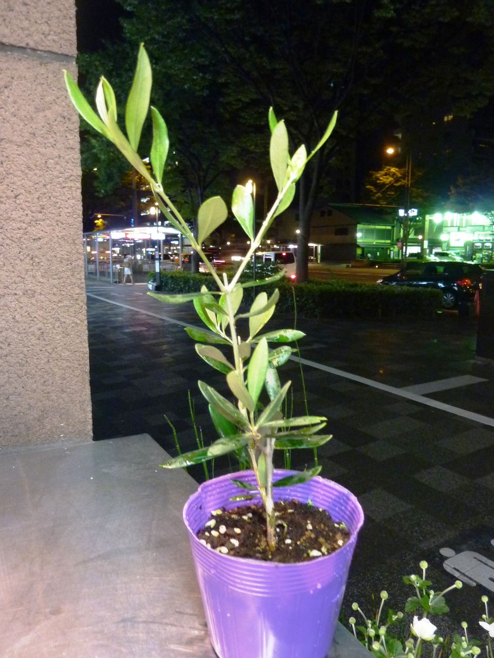 花重 京都 Hanajyu オリーブ鉢販売 花重 京都 Hanajyu オリーブ鉢販売