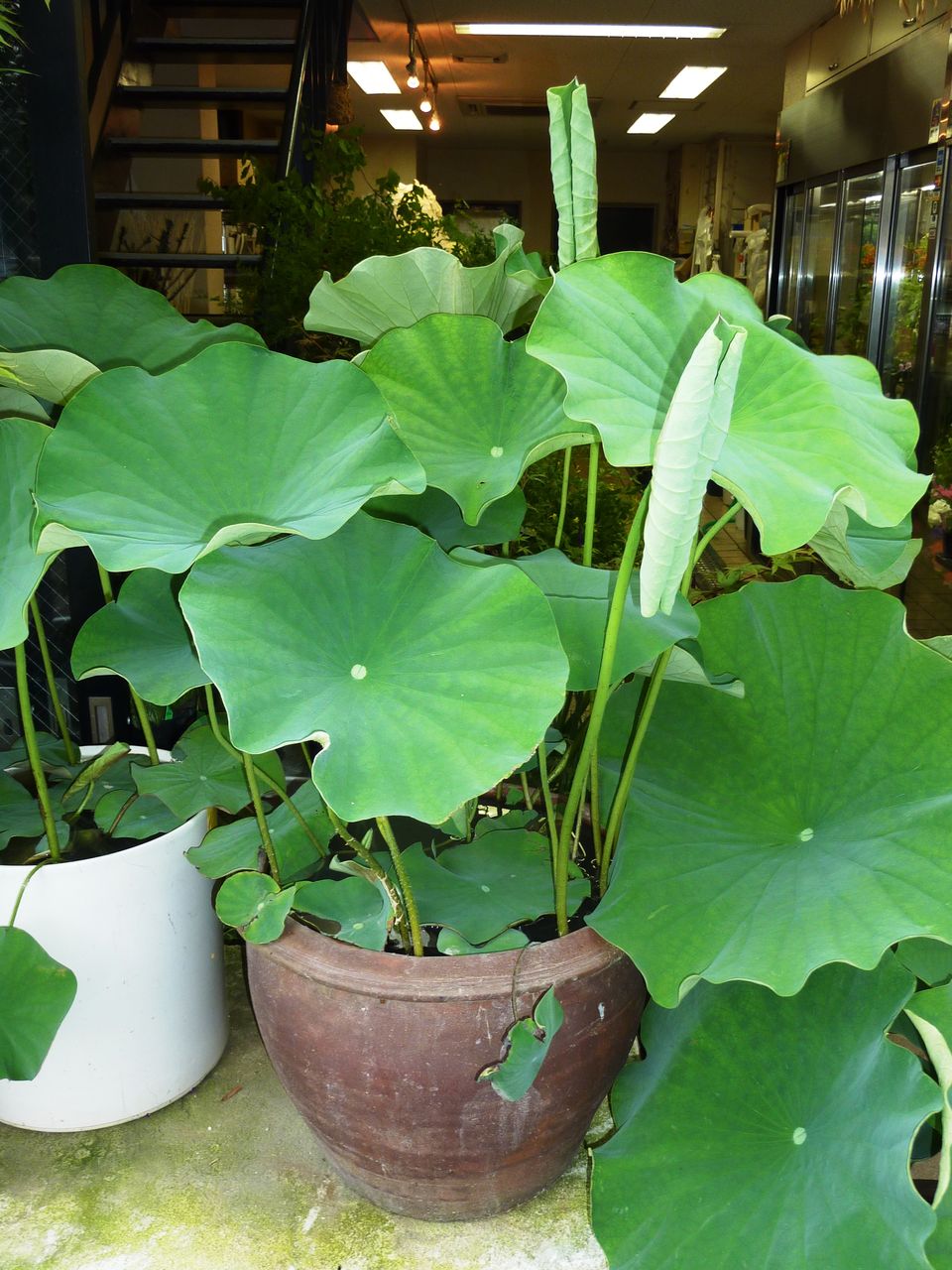 蓮鉢販売開始 花重 京都 Hanajyu