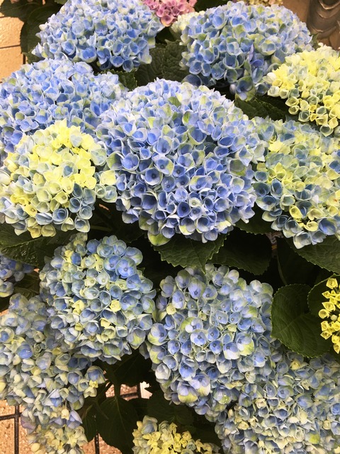 アジサイマジカル