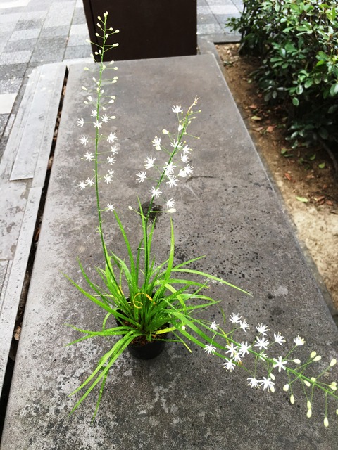 ヤシュウ花石菖