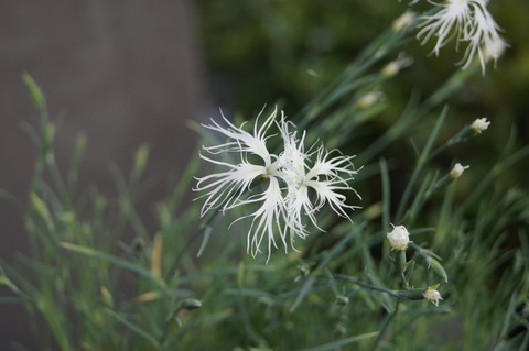 白花雲井