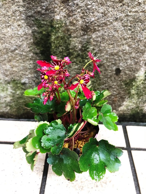 福寿　大文字草