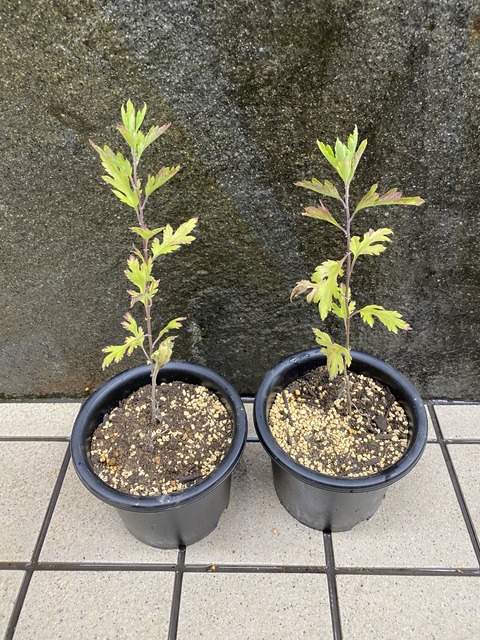 嵯峨菊　嵯峨の桜