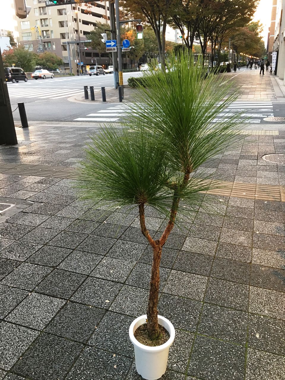 花重 京都 Hanajyu 松鉢物販売