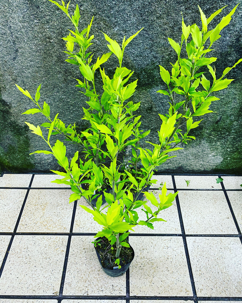 花重 京都 Hanajyu ムクゲ品種販売 花重 京都 Hanajyu ムクゲ品種販売
