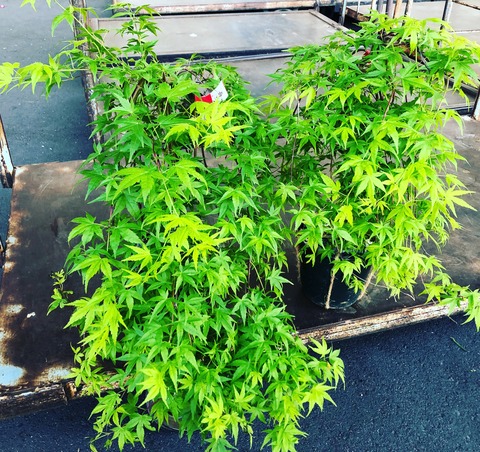 シダレもみじ流泉