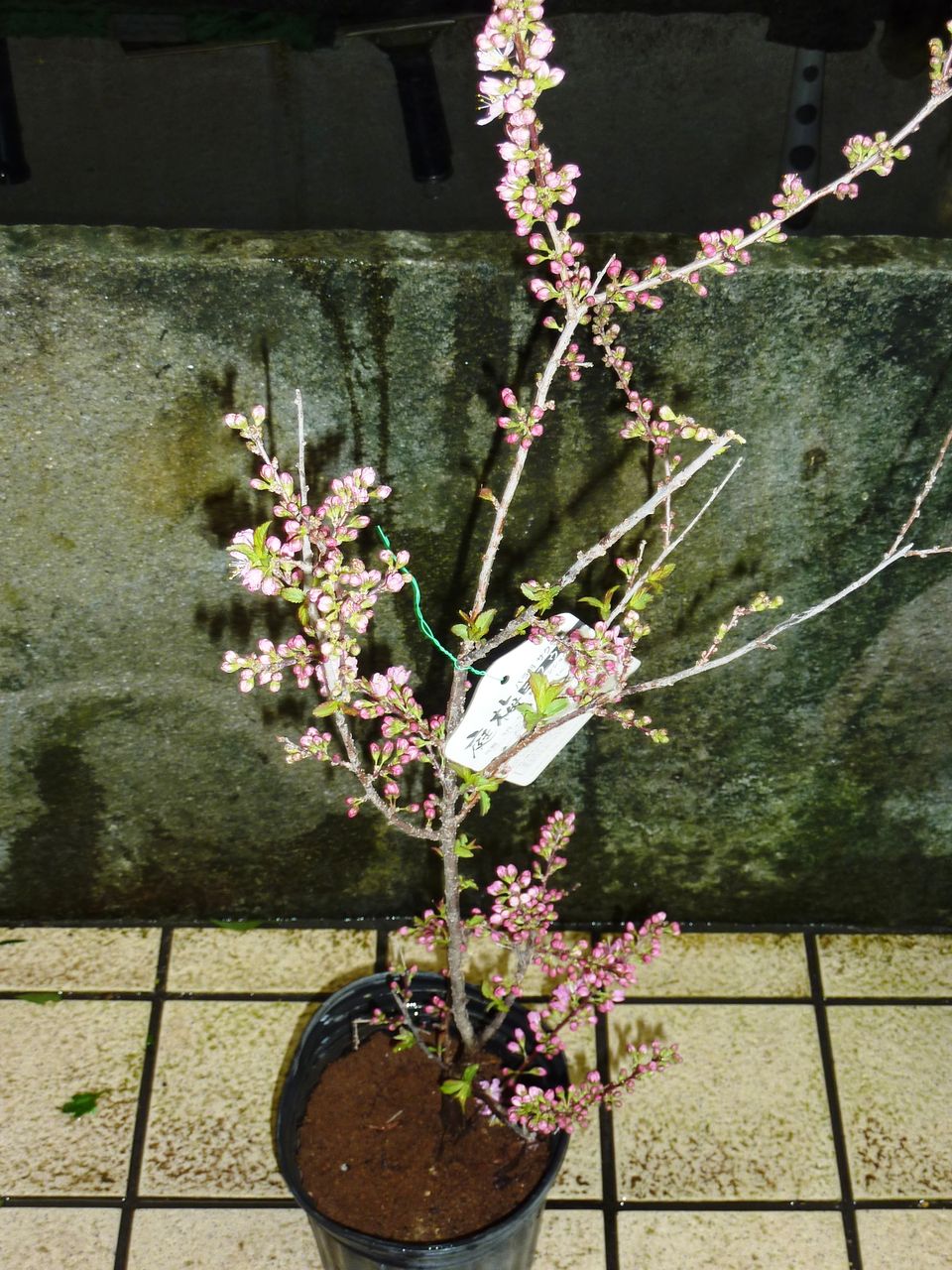 庭桜 リンショウバイ の盆栽です （中品盆栽：庭梅(林生梅ﾘﾝ