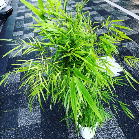 かぐや姫ブラジル竹