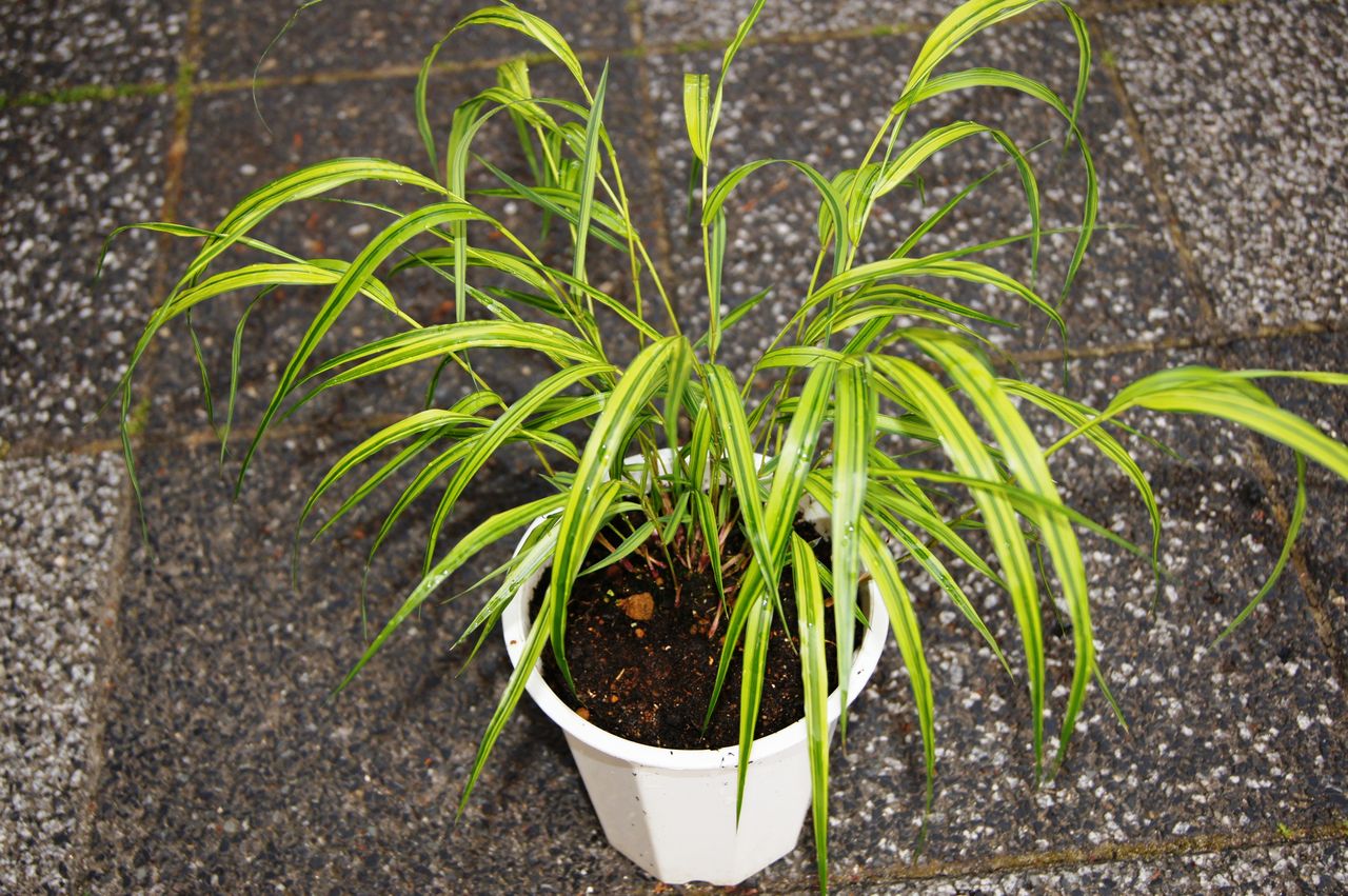 風知草入荷情報 花重 京都 Hanajyu 風知草入荷情報 花重 京都 Hanajyu