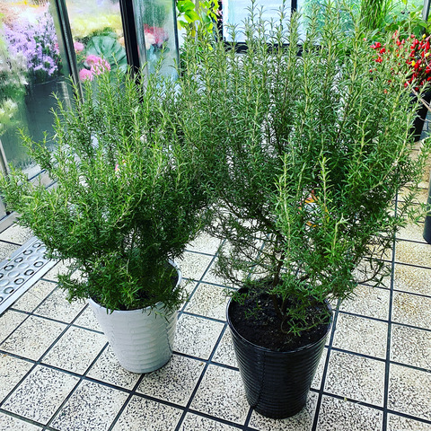 花重 京都 Hanajyu ハーブ類販売