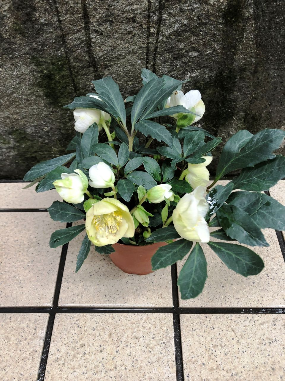 花重 京都 Hanajyu 茶花栽培入門