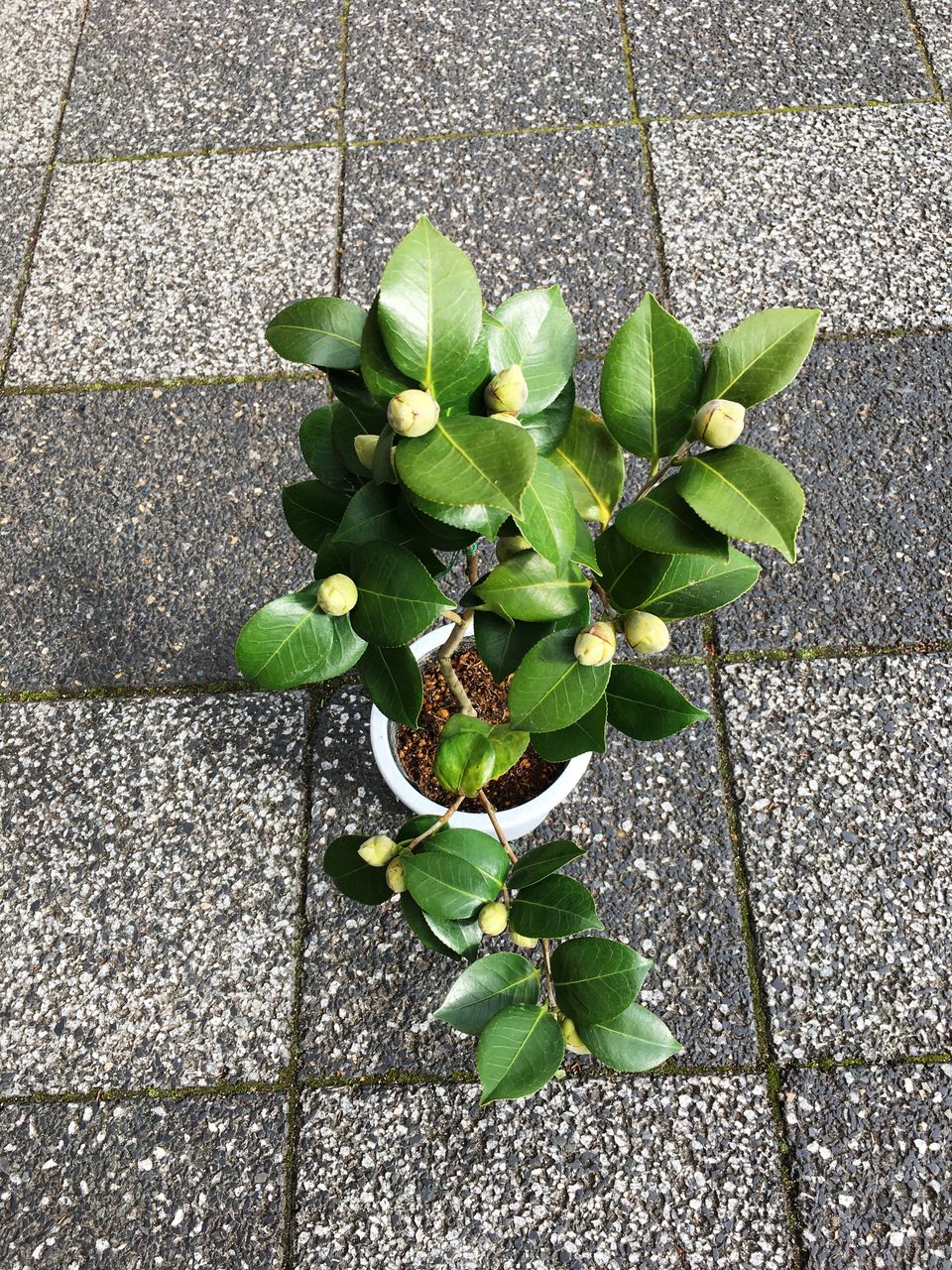 ツバキ王冠肥後椿販売 : 花重 京都 hanajyu ツバキ王冠肥後椿販売 : 花重 京都 hanajyu