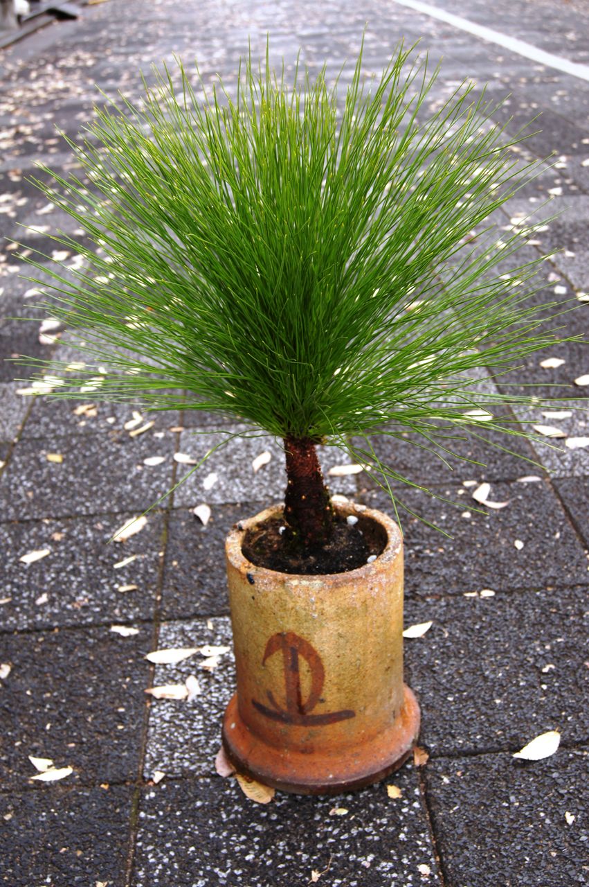 絶品 6寸鉢植え 大王松 ダイオウショウ ダイオウマツ