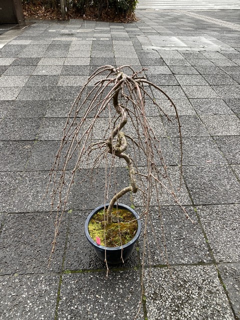 フジシダレザクラ