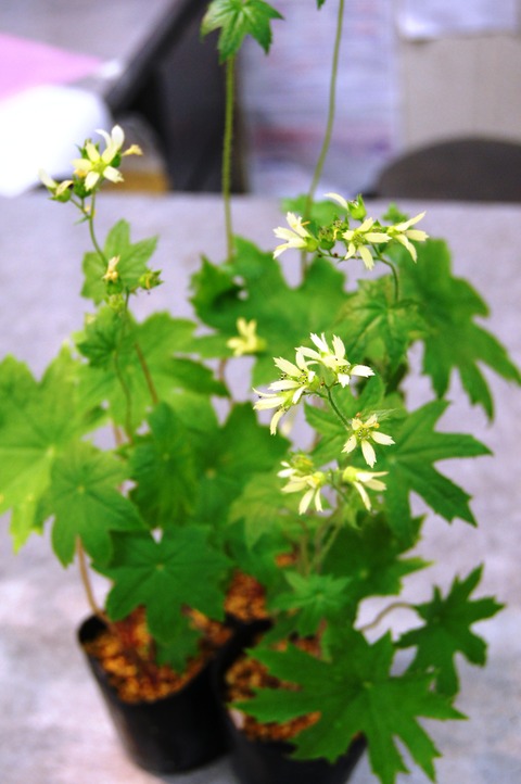 わたなべ草