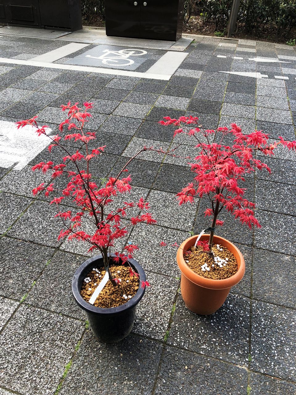 花重 京都 Hanajyu モミジ各種