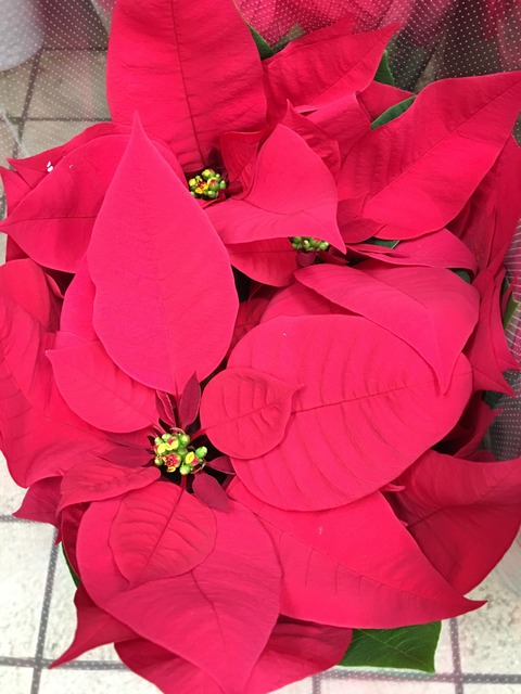 ポインセチア赤