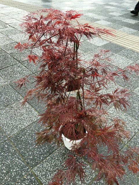 赤枝垂れモミジ