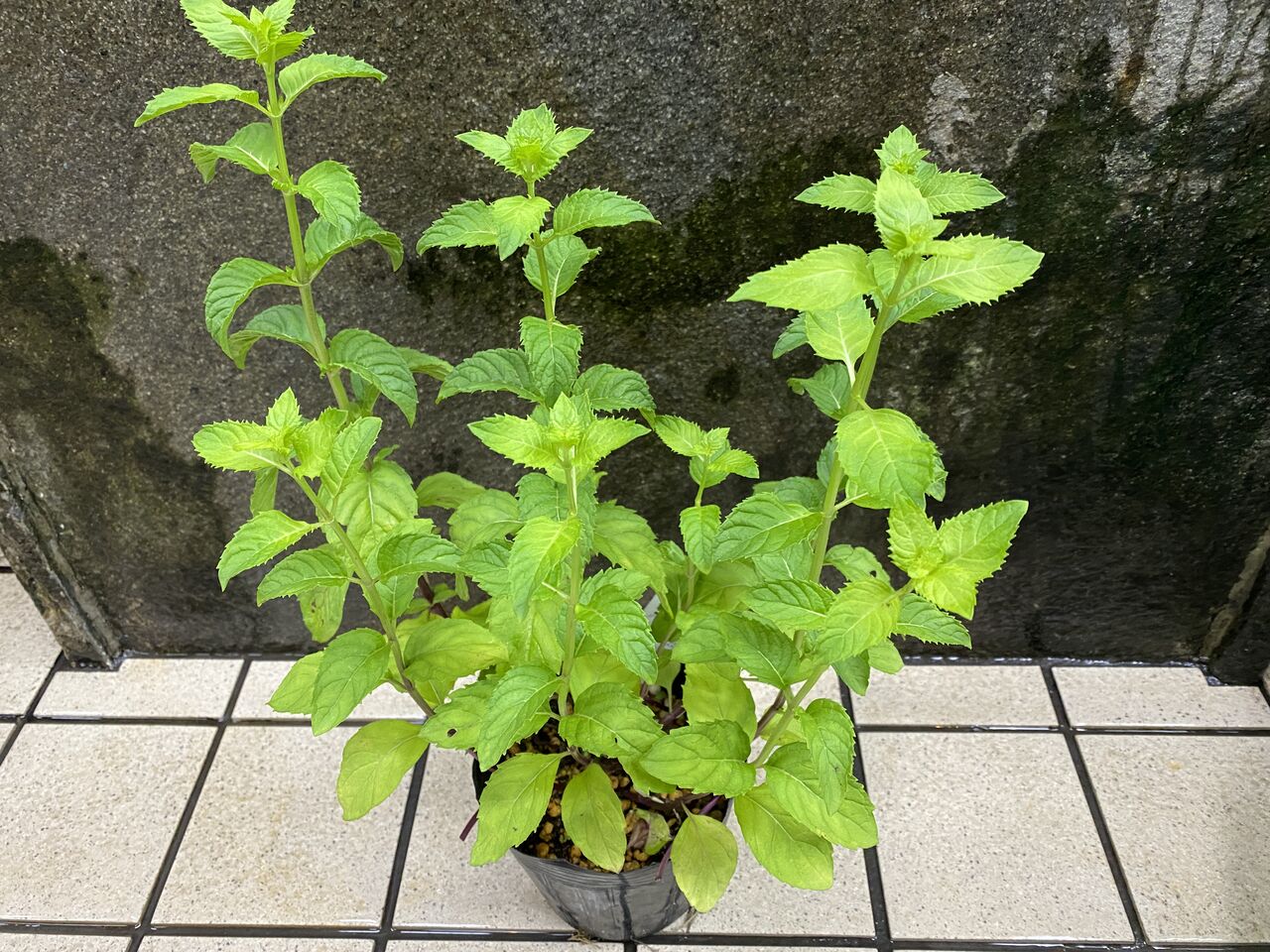 花重 京都 Hanajyu ハーブ類販売 花重 京都 Hanajyu ハーブ類販売