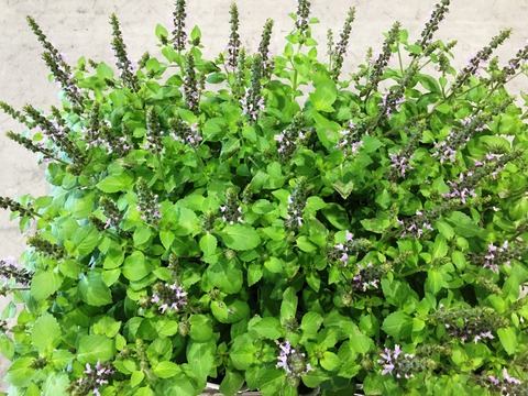 ホーリーバジル