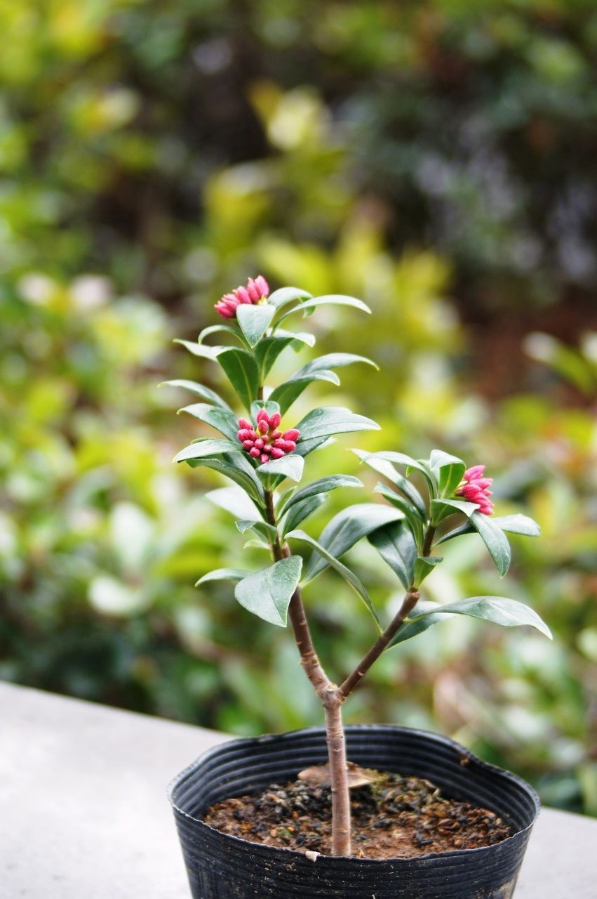 花重 京都 Hanajyu February 13