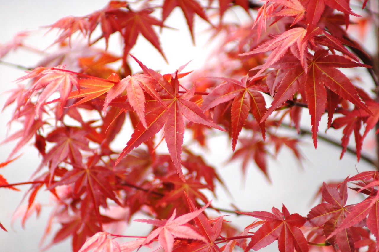 花重 京都 Hanajyu 赤系カエデ品種