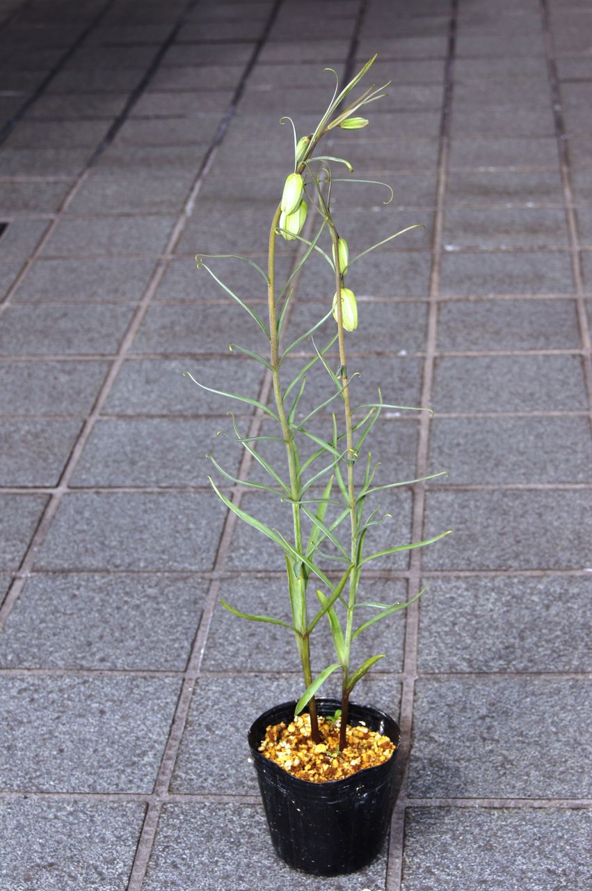 バイモユリポット販売 花重 京都 Hanajyu バイモユリポット販売 花重 京都 Hanajyu