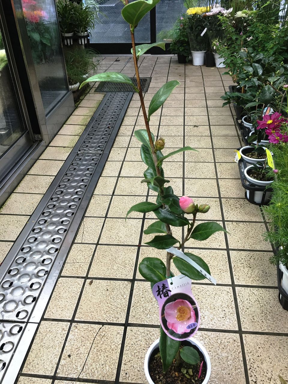 茶花椿販売 花重 京都 Hanajyu