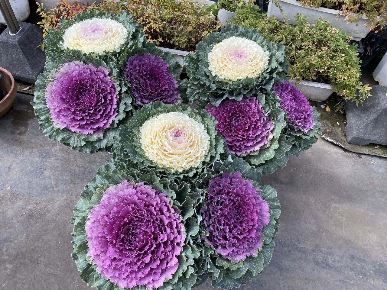 ハボタン大鉢入荷 花重 京都 Hanajyu