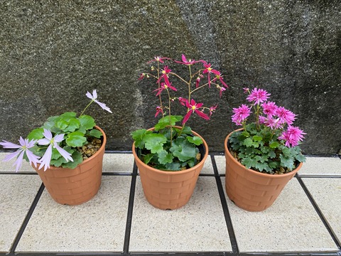 輝 紅玉光　紅炎