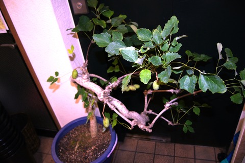 DSC01616