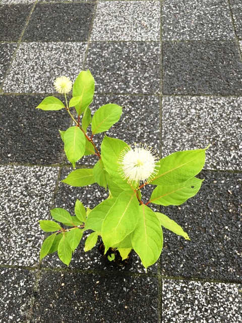 ケファランサス