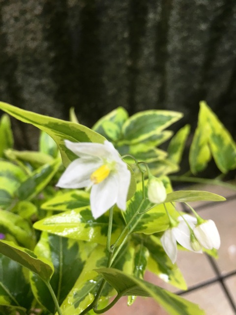 斑入ヤマホロシ