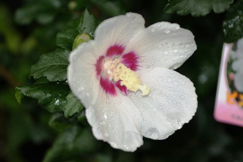 DSC02605