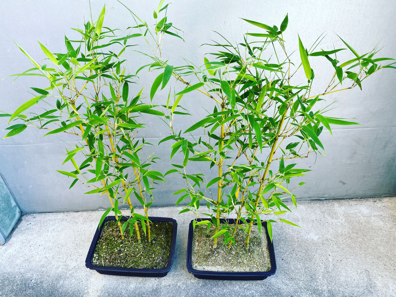 布袋竹　ホテイチク 布袋竹 （ホテイチク（布袋竹）7～8号鉢植え の通販 | 園芸ネット）