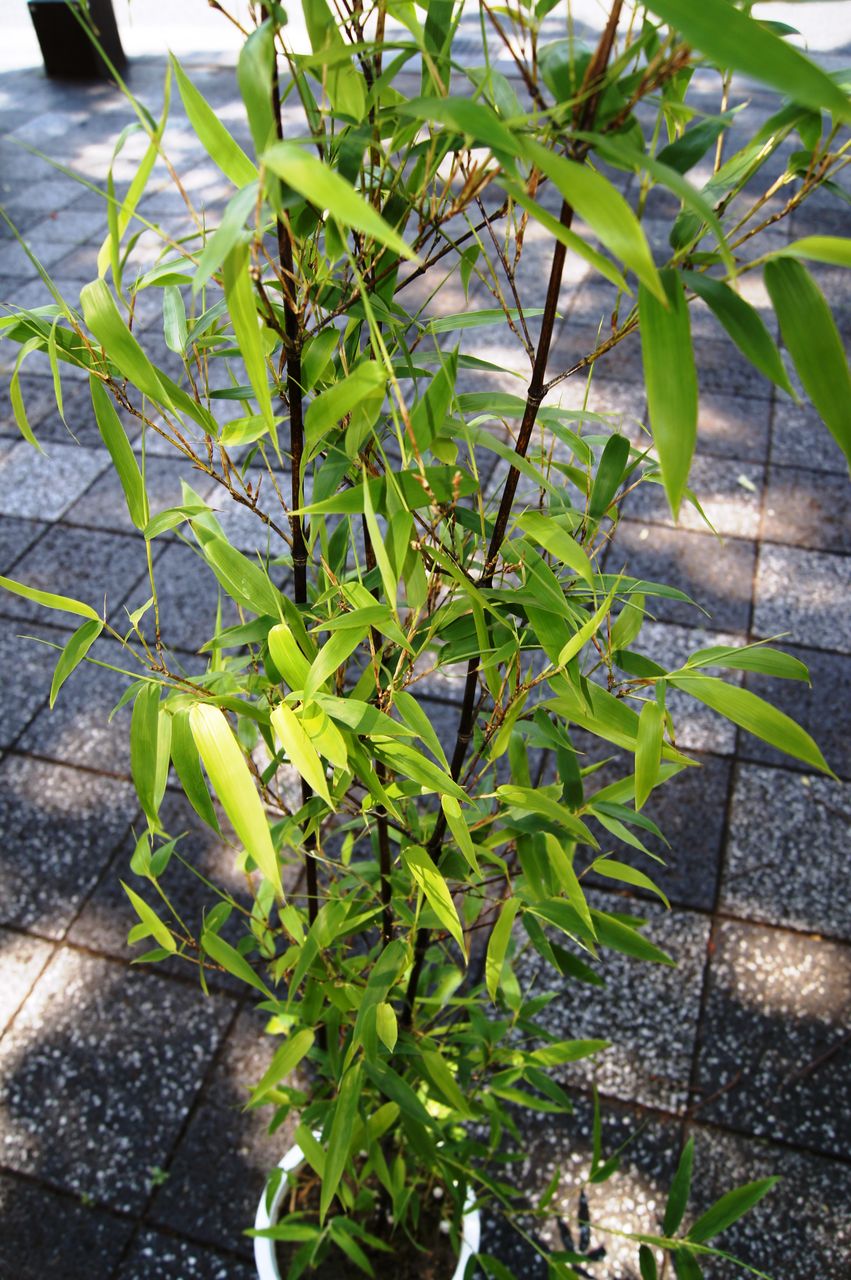 花重 京都 Hanajyu 竹鉢販売 花重 京都 Hanajyu 竹鉢販売